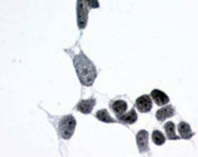 Immunohistochemistry-Paraffin: Frizzled-6 Antibody [NLS4482] - Analysis of anti-Frizzled-6 antibody with transfection control at 6 ug/ ml.