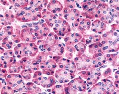 Immunohistochemistry-Paraffin: Frizzled-6 Antibody [NLS4482] - Analysis of anti-Frizzled-6 antibody with human pancreas.