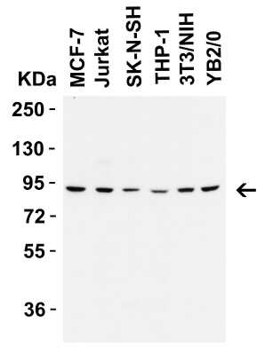 Western Blot: Frizzled-6 Antibody [NBP3-18335] - WB Validation in Human, Mouse and Rat Cell Lines. Loading: 15 ug of lysate. Antibodies: Frizzled-6 NBP3-18335, 2 ug/mL, 1 h incubation at RT in 5% NFDM/TBST. Secondary: Goat Anti-Rabbit IgG HRP conjugate at 1:10,000 dilution.