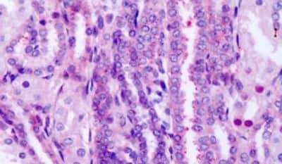 Immunohistochemistry-Paraffin Frizzled-8 Antibody - BSA Free