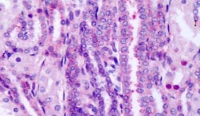 Immunohistochemistry-Paraffin: Frizzled-8 Antibody [NLS4767] - Anti-FZD8 / Frizzled 8 antibody IHC of human fetal kidney. Immunohistochemistry of formalin-fixed, paraffin-embedded tissue after heat-induced antigen retrieval. Antibody dilution 8-20 ug/ml.