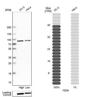 Western Blot: Frizzled-8 Antibody [NBP1-87410] - Analysis in human cell line PC-3 and human cell line HeLa.