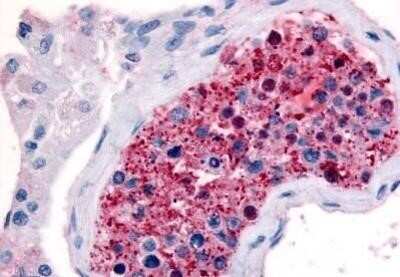 Immunohistochemistry-Paraffin: Frizzled-9 Antibody - BSA Free [NB100-59000] - Analysis of anti-FZD9 / Frizzled 9 antibody with human testis at concentration 10 ug/ml.