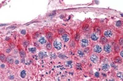 Immunohistochemistry-Paraffin: Frizzled-9 Antibody [NLS5097] - Anti-FZD9 / Frizzled 9 antibody IHC of human testis. Immunohistochemistry of formalin-fixed, paraffin-embedded tissue after heat-induced antigen retrieval.