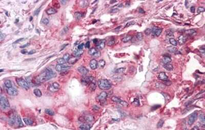 Immunohistochemistry-Paraffin Frizzled-9 Antibody - BSA Free