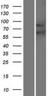 Western Blot Frizzled-9 Overexpression Lysate