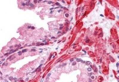 Immunohistochemistry-Paraffin: Frk Antibody (1A8H2C12) [NBP1-28857] - Staining of human prostate. Immunohistochemistry of formalin-fixed, paraffin-embedded tissue after heat-induced antigen retrieval. Antibody dilution 1:200.