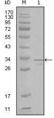 Western Blot: Frk Antibody (1A8H2C12) [NBP1-28857] - analysis using anti-FRK monoclonal antibody against truncated FRK-His recombinant protein(1).