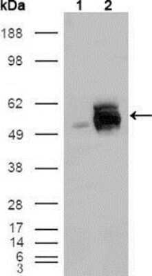 Western Blot: Frk Antibody (1A8H2C12) [NBP1-28857] - Western blot analysis using FRK mouse mAb against HEK293T cells transfected with the pCMV6-ENTRY control (1) and pCMV6-ENTRY FRK cDNA (2).