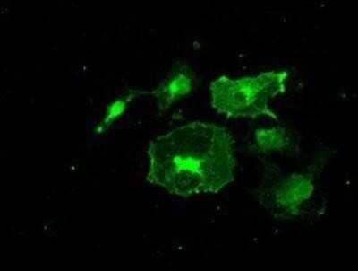 Immunocytochemistry/Immunofluorescence: Frk Antibody (OTI6D2) - Azide and BSA Free [NBP2-70775] - Staining of COS7 cells transiently transfected by pCMV6-ENTRY FRK.