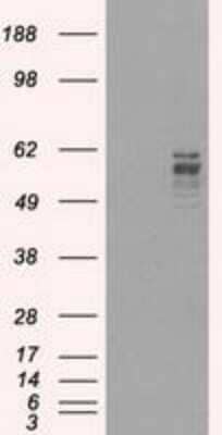 Western Blot Frk Antibody (OTI6D2) - Azide and BSA Free