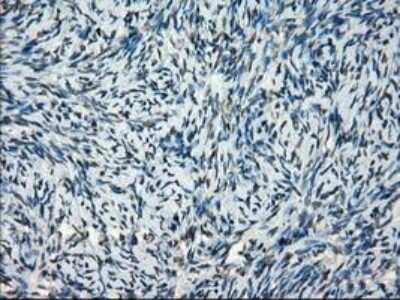 Immunohistochemistry-Paraffin: Frk Antibody (OTI6D2) [NBP1-47761] - Staining of paraffin-embedded Human Kidney tissue using anti-FRK mouse monoclonal antibody.