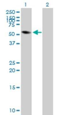 Western Blot: Frk Antibody [H00002444-B01P] - Analysis of FRK expression in transfected 293T cell line by FRK polyclonal antibody.  Lane 1: FRK transfected lysate(55.66 KDa). Lane 2: Non-transfected lysate.