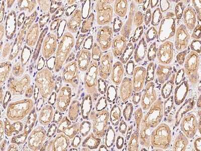 Immunohistochemistry-Paraffin: Fructosamine-3-kinase-related Antibody [NBP2-99154] - Immunochemical staining of human Fructosamine-3-kinase-related in human kidney with rabbit polyclonal antibody at 1:300 dilution, formalin-fixed paraffin embedded sections.