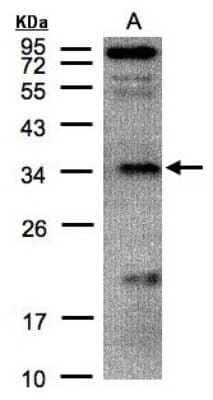 Western Blot: Fructosamine-3-kinase-related Antibody [NBP1-32151] - Sample(30 ug of whole cell lysate) A:H1299 12% SDS PAGE, antibody diluted at 1:500.