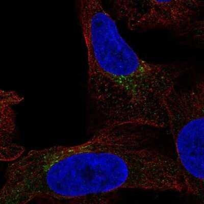 Immunocytochemistry/ Immunofluorescence Fucosyltransferase 7/FUT7 Antibody