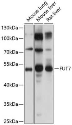 Western Blot Fucosyltransferase 7/FUT7 Antibody - BSA Free