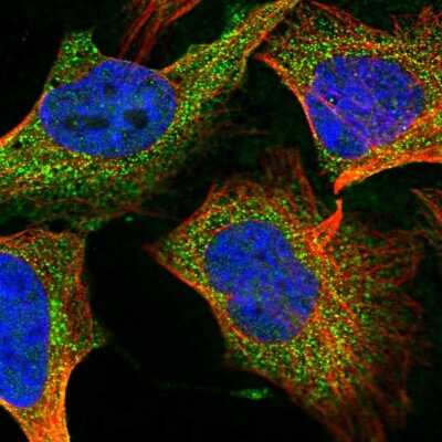 Immunocytochemistry/Immunofluorescence: Fucosyltransferase 8/FUT8 Antibody [NBP2-30689] - Staining of human cell line U-2 OS shows localization to cytosol. Antibody staining is shown in green.