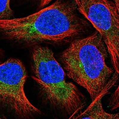 Immunocytochemistry/Immunofluorescence: Fucosyltransferase 8/FUT8 Antibody [NBP2-58933] - Staining of human cell line U-2 OS shows localization to cytosol. Antibody staining is shown in green.