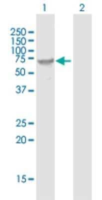 Western Blot: Fucosyltransferase 8/FUT8 Antibody [H00002530-B01P] - Analysis of FUT8 expression in transfected 293T cell line by FUT8 polyclonal antibody.  Lane1:FUT8 transfected lysate(63.25 KDa). Lane2:Non-transfected lysate.