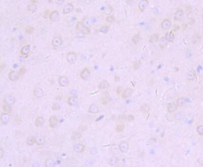 Immunohistochemistry-Paraffin: Furin Antibody (JB35-53) [NBP2-75495] - Analysis of paraffin-embedded mouse brain tissue using anti-Furin antibody. Counter stained with hematoxylin.