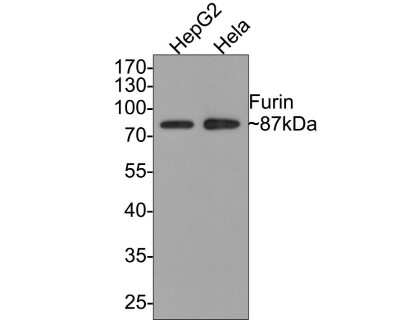 Western Blot: Furin Antibody (JB35-53) [NBP2-75495] - Analysis of Furin on different lysates with Rabbit anti-Furin antibody at 1/500 dilution. Lane 1: HepG2 cell lysate Lane 2: Hela cell lysate Lysates/proteins at 10 ug/Lane. Predicted band size: 87 kDa Observed band size: 87 kDa Exposure time: 1 minute; 10% SDS-PAGE gel. Proteins were transferred to a PVDF membrane and blocked with 5% NFDM/TBST for 1 hour at room temperature. The primary antibody at 1/500 dilution was used in 5% NFDM/TBST at room temperature for 2 hours. Goat Anti-Rabbit IgG - HRP Secondary Antibody at 1:300,000 dilution was used for 1 hour at room temperature.