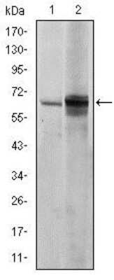 Western Blot: Fyn Antibody (2H8) [NBP2-37587] - Western blot analysis using FYN mouse mAb against NIH/3T3 (1) and Hela (2) cell lysate.