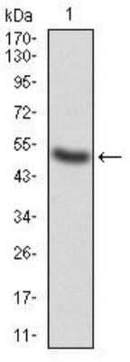 Western Blot: G-CSF Antibody (7E4F7) [NBP2-52447] - Analysis using CSF3 mAb against human CSF3 (AA: 1-207) recombinant protein. (Expected MW is 48.2 kDa)