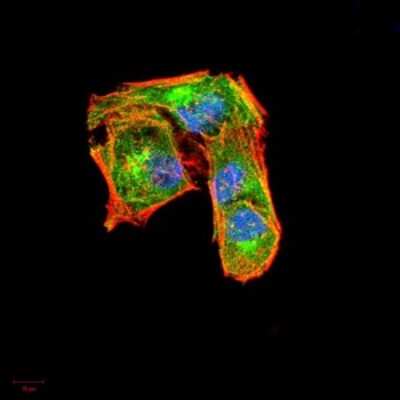 Immunocytochemistry/Immunofluorescence: G-CSF Antibody (8G5F7) [NBP2-52448] - Analysis of Hela cells using CSF3 mouse mAb (green). Blue: DRAQ5 fluorescent DNA dye. Red: Actin filaments have been labeled with Alexa Fluor- 555 phalloidin.