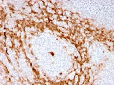 Immunohistochemistry-Paraffin: G-CSF Antibody (CSF3/3166R) - Azide and BSA Free [NBP3-08381] - Formalin-fixed, paraffin-embedded human Tonsil stained with G-CSF Recombinant Rabbit Monoclonal Antibody (CSF3/3166R).