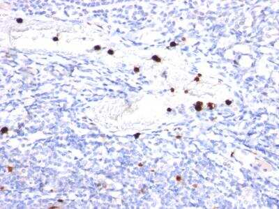 Immunohistochemistry-Paraffin: G-CSF Antibody (CSF3/900) - IHC-Prediluted [NBP2-48369] - Formalin-fixed, paraffin-embedded human Tonsil stained with G-CSF Mouse Monoclonal Antibody (CSF3/900).