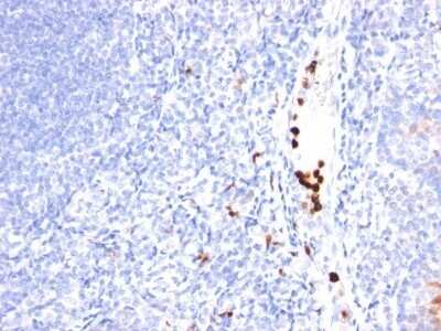 Immunohistochemistry-Paraffin: G-CSF Antibody (SPM468) - IHC-Prediluted [NBP2-48381] - Human Tonsil stained with G-CSF Monoclonal Antibody (SPM468).