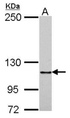 Western Blot: G-CSF R/CD114 Antibody [NBP2-16629] -  A. 30 ug THP-1 whole cell lysate/extract.