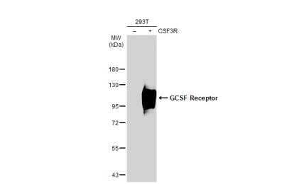 G-CSFR/CD114 Antibody [NBP2-16629] - Non-transfected (-) and transfected (+) 293T whole cell extracts (30 ug) were separated by 7.5% SDS-PAGE, and the membrane was blotted with GCSF Receptor antibody diluted at 1:500. HRP-conjugated anti-rabbit IgG antibody was used to detect the primary antibody.