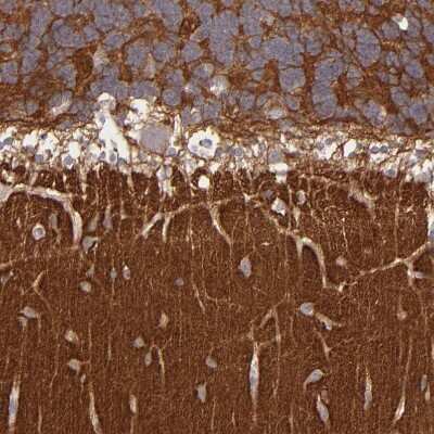 Immunohistochemistry-Paraffin: G Protein alpha z Antibody [NBP1-88111] - Staining of human cerebellum shows strong cytoplasmic positivity in molecular layer.