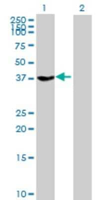 Western Blot: G Protein alpha z Antibody [H00002781-B01P] - Analysis of GNAZ expression in transfected 293T cell line by GNAZ polyclonal antibody.  Lane 1: GNAZ transfected lysate(39.16 KDa). Lane 2: Non-transfected lysate.