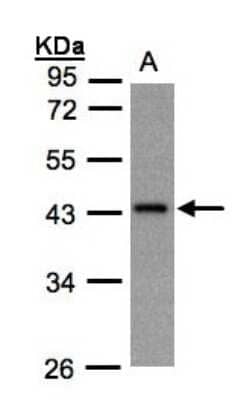 Western Blot: G Protein alpha z Antibody [NBP1-31604] - Sample(30 ug whole cell lysate)A:Hep G2 10% SDS PAGE, antibody diluted at 1:1000.