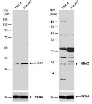 <b>Independent Antibodies Validation. </b>Western Blot: G Protein alpha z Antibody [NBP1-31604] - Various whole cell extracts (30 ug) were separated by 10% SDS-PAGE, and the membranes were blotted with GNAZ antibody [N2C3].