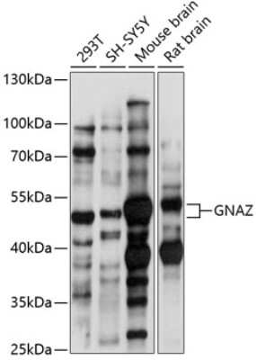 Western Blot: G Protein alpha z Antibody [NBP3-02979] - Analysis of extracts of various cell lines, using G Protein alpha z antibody at 1:1000 dilution. Secondary antibody: HRP Goat Anti-Rabbit IgG (H+L) at 1:10000 dilution. Lysates/proteins: 25ug per lane. Blocking buffer: 3% nonfat dry milk in TBST. Detection:Basic ECL Kit