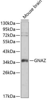 Western Blot: G Protein alpha z Antibody [NBP3-03468] - Analysis of extracts of mouse brain, using G Protein alpha z antibody . Secondary antibody: HRP Goat Anti-Rabbit IgG (H+L) at 1:10000 dilution. Lysates/proteins: 25ug per lane. Blocking buffer: 3% nonfat dry milk in TBST.