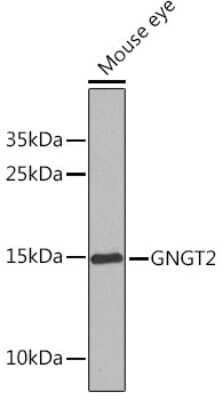 Western Blot: G gamma14 Antibody [NBP3-03502] - Western blot analysis of extracts of Mouse eye, using G gamma14 Rabbit pAb (NBP3-03502) at 1:1000 dilution. Secondary antibody: HRP Goat Anti-Rabbit IgG (H+L) at 1:10000 dilution. Lysates/proteins: 25ug per lane. Blocking buffer: 3% nonfat dry milk in TBST. Detection: ECL Basic Kit. Exposure time: 20s.