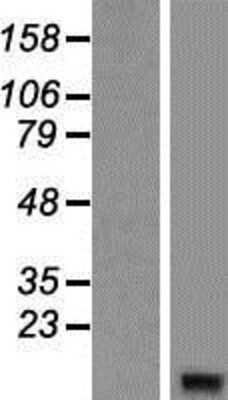 Western Blot: G gamma14 Overexpression Lysate (Adult Normal) [NBP2-06120] Left-Empty vector transfected control cell lysate (HEK293 cell lysate); Right -Over-expression Lysate for G gamma14.
