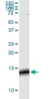 Western Blot G gamma3 Antibody (1E10-1B5) - Azide and BSA Free