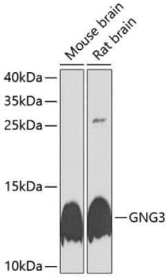 Western Blot G gamma3 Antibody - BSA Free