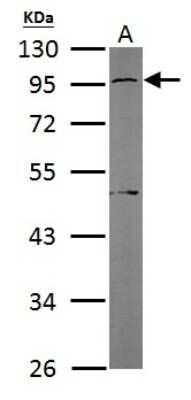 Western Blot: G protein alpha Antibody [NBP1-31405] - Sample (50 ug of whole cell lysate) A: Mouse brain 10% SDS PAGE; antibody diluted at 1:1000.