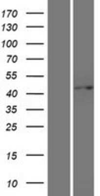 Western Blot G protein alpha Overexpression Lysate