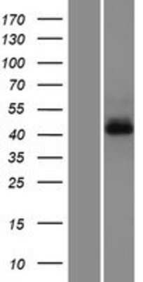 Western Blot G protein alpha Overexpression Lysate