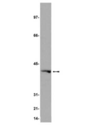 Western Blot: G protein alpha inhibitor 1 Antibody (7H7) [NBP2-29768] - Rat brain microsomal preparation was probed with anti-Gialpha 1 (2ug/ml).