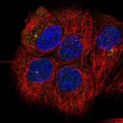 Immunocytochemistry/Immunofluorescence: G protein alpha inhibitor 1 Antibody [NBP2-59000] - Staining of human cell line A-431 shows localization to centrosome.