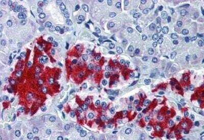Immunohistochemistry-Paraffin: G protein alpha inhibitor 1 Antibody (R4.5) [NBP1-40247] - Analysis of anti-GNAI1 antibody with human pancreas at dilution 1:50.